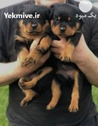 فروش انواع نژاد توله بالغ سگ در کرج در گروه سگ و گربه در یکمیوه