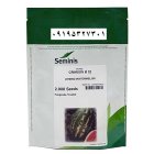 بذر هندوانه بی 32 در گروه خرید و فروش بذر هندوانه در یکمیوه