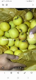 سیب درجه 2 در ارومیه در گروه خرید و فروش سیب در یکمیوه