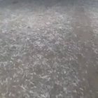 کود مرغی در قزوین در گروه خرید و فروش کود مرغی در یکمیوه