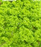 آگهی مشابه کاهو فرانسوی در تهران در گروه خرید و فروش کاهو در یکمیوه