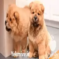 سگ خرسی پشمالو برای فروش در کرج در گروه سگ و گربه در یکمیوه