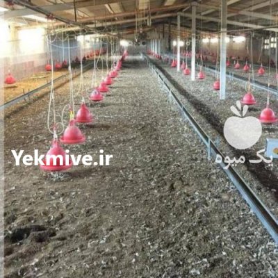 خریدار کود مرغ کود مرغی در بیضا در گروه خرید و فروش کود مرغی در یکمیوه -عکس2