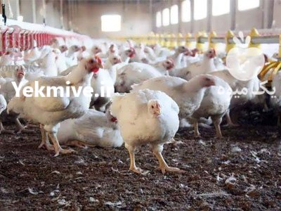 خریدار کود مرغ کود مرغی در بیضا در گروه خرید و فروش کود مرغی در یکمیوه -عکس1