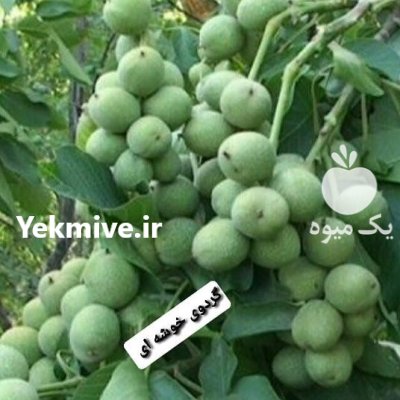 گردو نهال گردو اگه میخوای ثروتمندشوی در گروه خرید و فروش نهال گردو در یکمیوه -عکس2