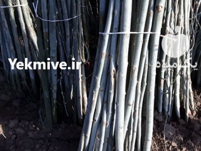 صنوبر نهال سنوبر پرسود با درآمد در ارومیه در گروه خرید و فروش نهال صنوبر در یکمیوه -عکس2