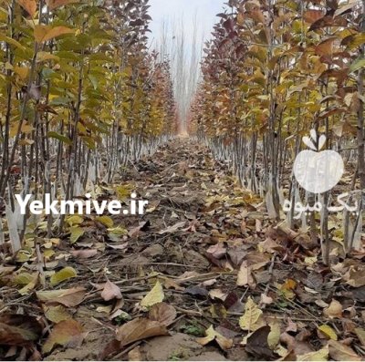 صنوبر نهال سنوبر پرسود با درآمد در ارومیه در گروه خرید و فروش نهال صنوبر در یکمیوه -عکس4