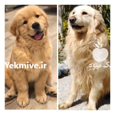 رتریور به همراه گارانتی مکتوب تضمین در تهران در گروه سگ و گربه در یکمیوه -عکس1