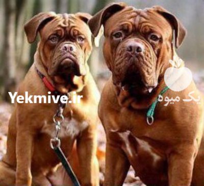 بول ماستیف  بالغ نگهبان سگی با عضلات کشیده در تهران در گروه سگ و گربه در یکمیوه -عکس1