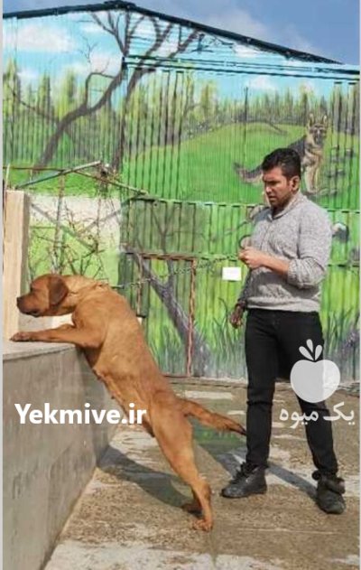 بول ماستیف  بالغ نگهبان سگی با عضلات کشیده در تهران در گروه سگ و گربه در یکمیوه -عکس2