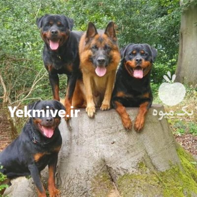 مرکز پرورش آموزش سگهای نگهبان اصیل در تهران در گروه سگ و گربه در یکمیوه -عکس1