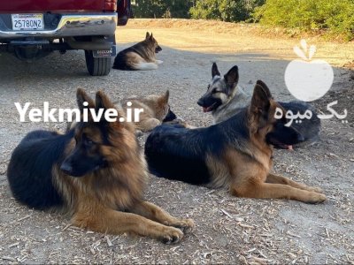 مرکز پرورش آموزش سگهای نگهبان اصیل در تهران در گروه سگ و گربه در یکمیوه -عکس2