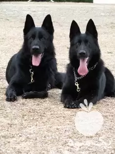 خرید فروش سگ ژرمن بلک بالغ در گروه سگ و گربه در یکمیوه -عکس1