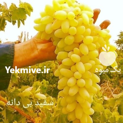 راهنمای کاشت باغ انگور ایستاده در گروه خرید و فروش نهال انگور در یکمیوه -عکس1