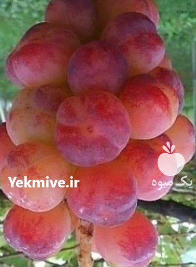 راهنمای کاشت باغ انگور ایستاده در گروه خرید و فروش نهال انگور در یکمیوه -عکس2