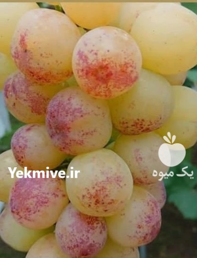 راهنمای کاشت باغ انگور ایستاده در گروه خرید و فروش نهال انگور در یکمیوه -عکس3