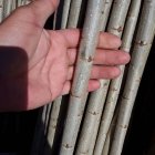 صنوبر نهال سنوبر پرسود با درآمد در ارومیه در گروه خرید و فروش نهال صنوبر در یکمیوه