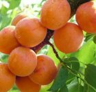 زردآلو رویان نهال مهدیزاده در تهران در گروه خرید و فروش نهال در یکمیوه