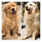 رتریور به همراه گارانتی مکتوب تضمین در تهران در گروه سگ و گربه در یکمیوه