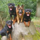 مرکز پرورش آموزش سگهای نگهبان اصیل در تهران در گروه سگ و گربه در یکمیوه