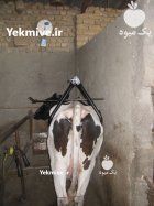 تولید و عرضه جک بلند کننده گاو در گروه تجهیزات دامداری در یکمیوه
