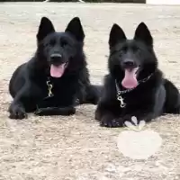 خرید فروش سگ ژرمن بلک بالغ در گروه سگ و گربه در یکمیوه