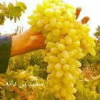 راهنمای کاشت باغ انگور ایستاده در گروه خرید و فروش نهال انگور در یکمیوه