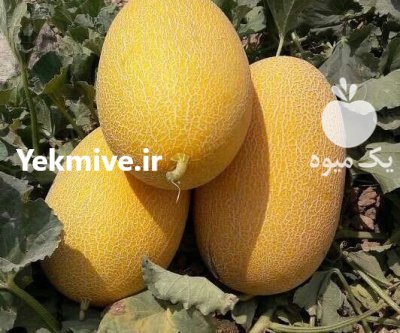 بذر خربزه آناناسی راک در گروه خرید و فروش بذر خربزه در یکمیوه -عکس3