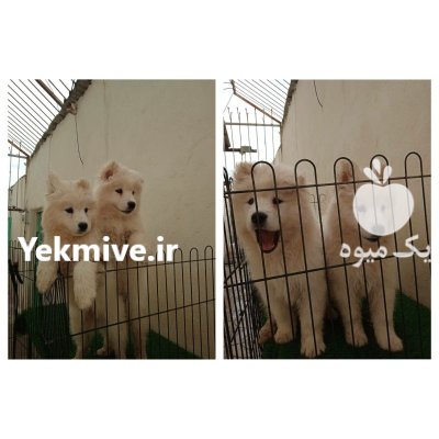 توله زیبا مهربون ساموئید وارداتی در تهران در گروه سگ و گربه در یکمیوه -عکس1