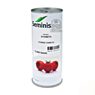 بذر گوجه 2466 SV 2466 TD سمینیس در گروه خرید و فروش انواع بذر در یکمیوه -عکس1