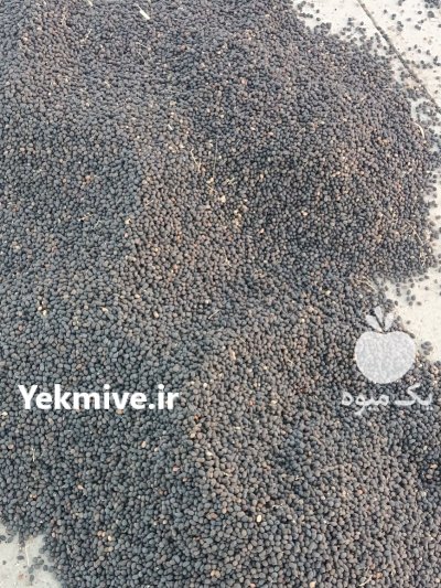 خرید و فروش و تامین میوه نخل اره ای در ارجمند در گروه خرید و فروش محصولات کشاورزی در یکمیوه -عکس1