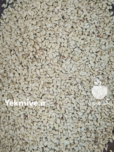 خرید و فروش هسته لیمو ترش در ورامین در گروه خرید و فروش بذر میوه در یکمیوه -عکس1