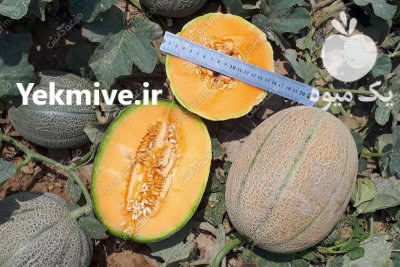 بذر ملون خربزه اوریانا نانهمز در گروه خرید و فروش بذر ملون در یکمیوه -عکس3