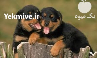 فروش انواع نژاد های سگ خانگی در کرج در گروه سگ و گربه در یکمیوه -عکس1