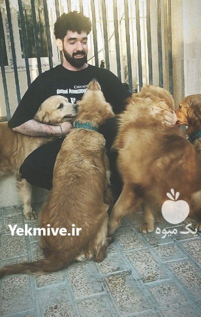 فروش انواع نژاد های سگ خانگی در کرج در گروه سگ و گربه در یکمیوه -عکس2