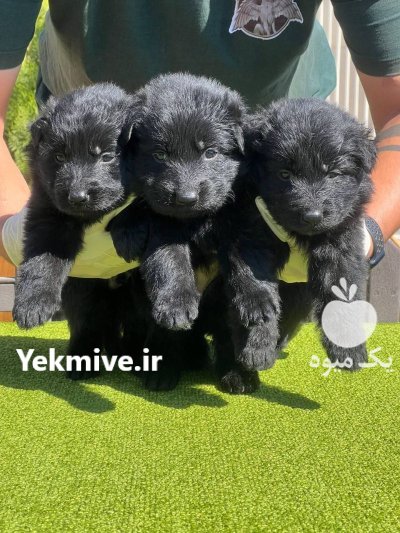 فروش توله سگ ژرمن شپرد شولاین در چهارباغ در گروه سگ و گربه در یکمیوه -عکس1