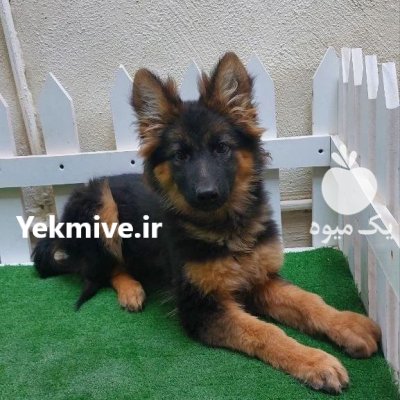 فروش توله سگ ژرمن شپرد شولاین در اردبیل در گروه سگ و گربه در یکمیوه -عکس1
