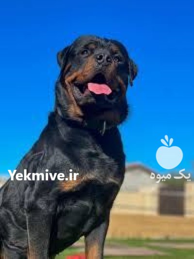 فروش انواع نژاد های سگ خانگی در چهارباغ در گروه سگ و گربه در یکمیوه -عکس1