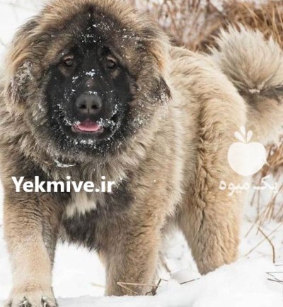 فروش انواع نژاد های سگ خانگی در چهارباغ در گروه سگ و گربه در یکمیوه -عکس3