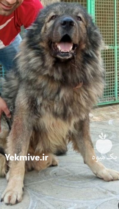 فروش انواع نژاد های سگ خانگی در گروه سگ و گربه در یکمیوه -عکس1