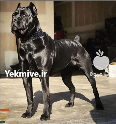 فروش انواع نژاد های سگ خانگی در گروه سگ و گربه در یکمیوه -عکس2