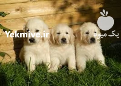 فروش انواع نژاد های سگ خانگی در قزوین در گروه سگ و گربه در یکمیوه -عکس3