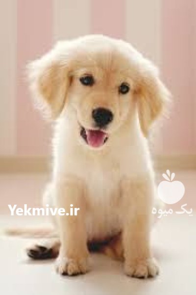 فروش سگ گلدن رتویر با اصالت در تهران در گروه سگ و گربه در یکمیوه -عکس2