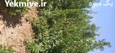 نهال بادام دیر گل بدون واسطه در تبریز در گروه خرید و فروش نهال بادام در یکمیوه -عکس2