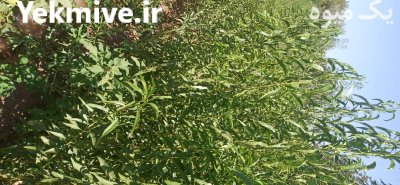 نهال بادام دیر گل بدون واسطه در تبریز در گروه خرید و فروش نهال بادام در یکمیوه -عکس3