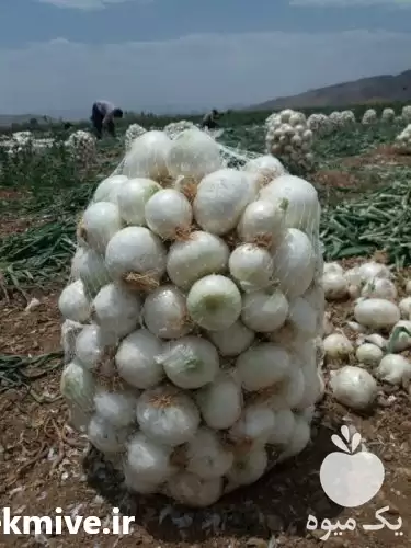 قیمت خرید بذر پیاز سفید مینروا در تهران در گروه خرید و فروش بذر پیاز در یکمیوه -عکس1