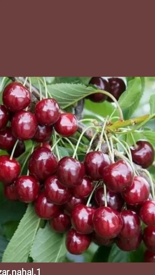 راهنمای خرید نهال گیلاس آلبالو در گروه خرید و فروش نهال میوه در یکمیوه -عکس2