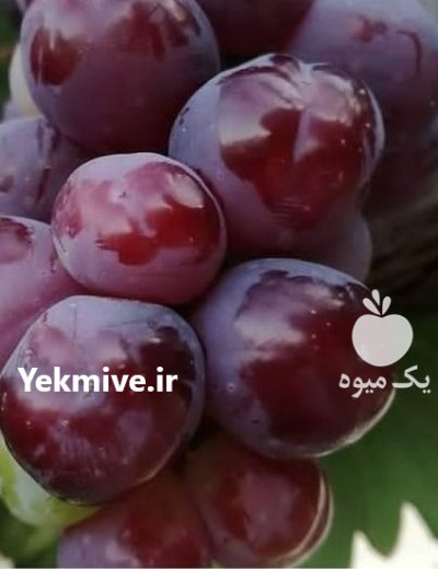 راهنمای خرید نهال انگور اصفهان در گروه خرید و فروش نهال انگور در یکمیوه -عکس3
