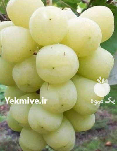 راهنمای خرید نهال انگور اصفهان در گروه خرید و فروش نهال انگور در یکمیوه -عکس4