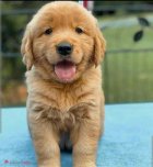 فروش سگ گلدن رتویر با اصالت در گروه سگ و گربه در یکمیوه